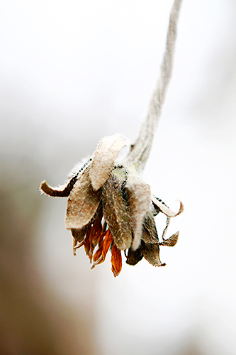 Wabi Sabi Flower