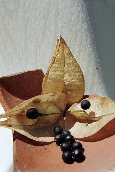 Fruits Of Koelreuteria paniculata - Source: Betty from Memphis, TN, USA, Creative Commons via Wikimedia Commons