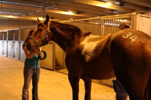 Photo is by Brandi Jessen. Zero getting his hip number at the Extreme Mustang Makeover