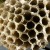 Close-up Photo of Wasp Nest