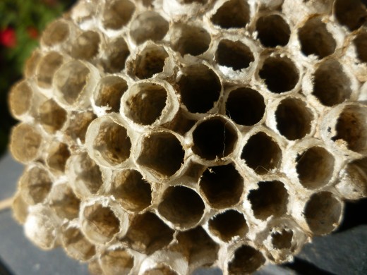 Close-up Photo of Wasp Nest