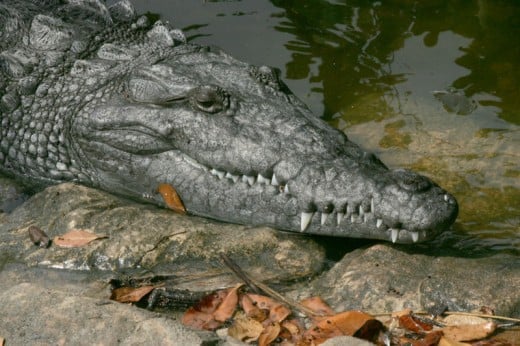 The American Crocodile, another endangered animal in the Everglades.