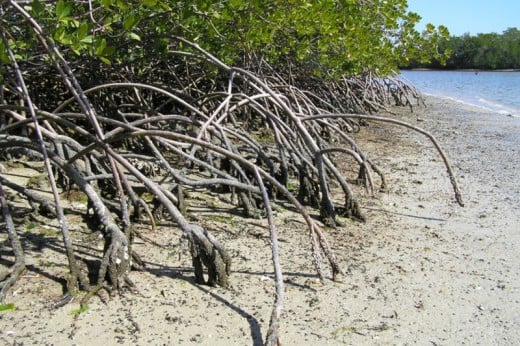 Mangrove trees along the Florida coastline in the Everglades.