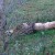 One of the lions that escaped One of the lions that escaped