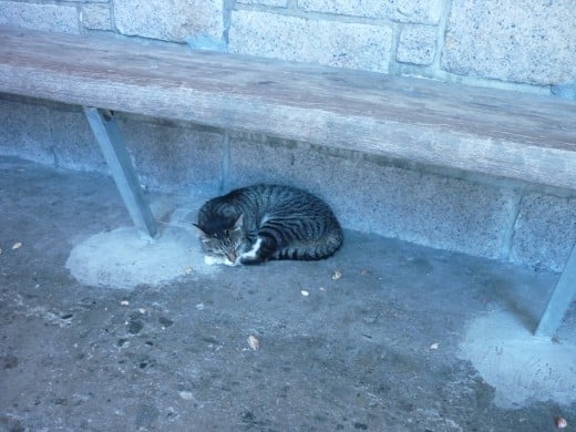 This cat was having a cat nap under a bench at a bus stop in Hong Kong. Wouldn't it be nice if we could always have this contentment knowing Jesus loves us and is always there for us.
