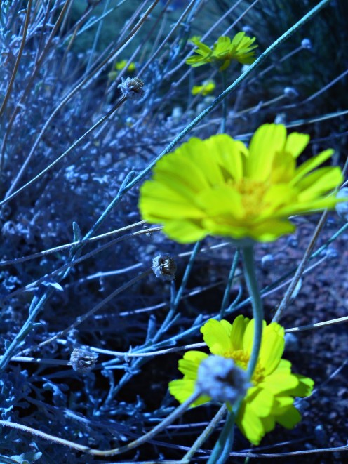 October is in bloom at the Pittman Wash 