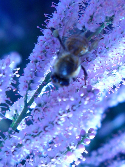 Flowers and insects to entertain your inner child
