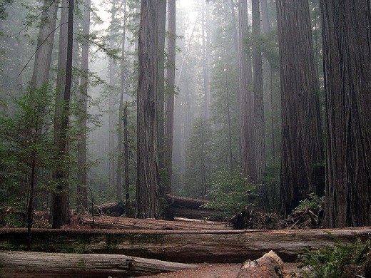 Coast Redwood Sequoia sempervirens. Rockefeller Forest, Humboldt Redwoods State Park, California