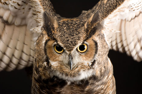 Great Horned owls eat their prey whole. Keep your pet guinea pigs and rabbits indoors, if possible.