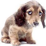Still Going For That "Sad Puppy Eye" Look When Asking For Forgiveness? Don't!