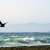 Gull Gliding on Shore