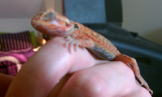 Blaze as a baby