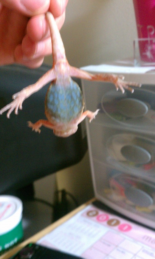 Translucent means the bellies of silkbacks are blueish/green in color. It is quite striking.