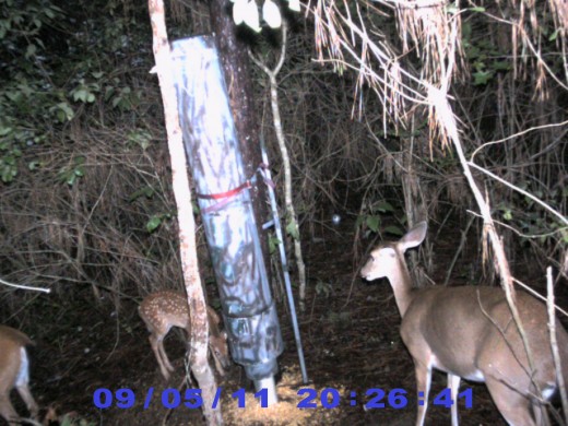 The first group of does, has one spotted fawn with them.