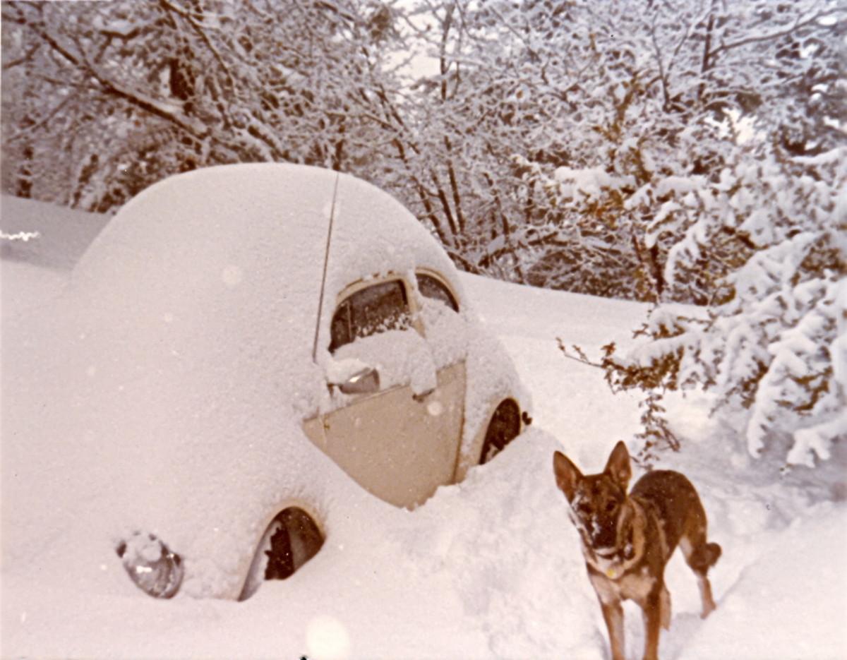 Panda playing in the snow after a large snowstorm in 1979.