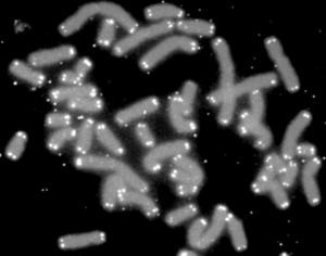Human chromosomes capped by telomeres (white) 