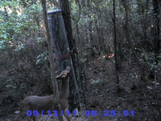 It only took a little over 2 weeks to empty a 150lb feeder. During that time frame, we got 540 pics.