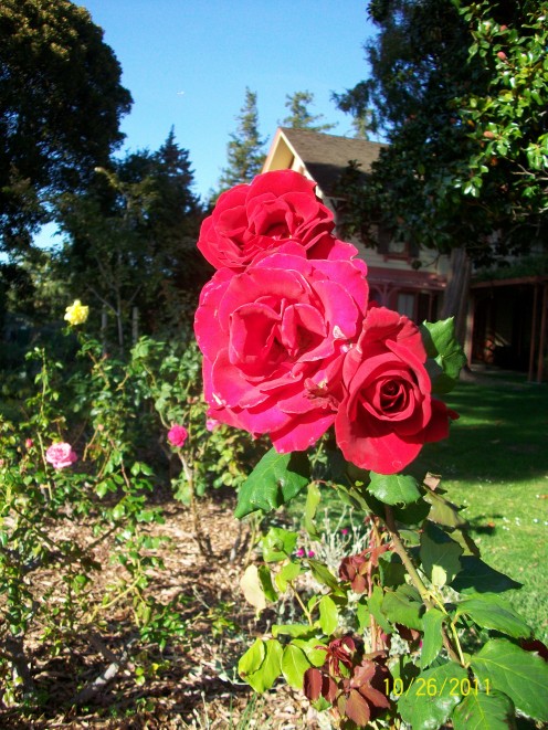 The rose garden at Shinn Historical Park and Gardens in Fremont, California