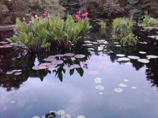 Reflection