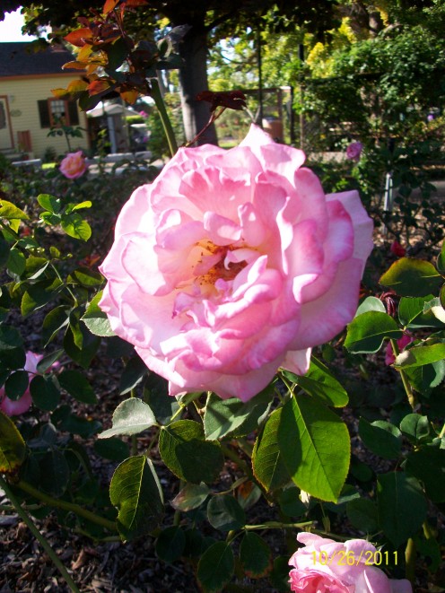 The rose garden at Shinn Historical Park and Gradens in Fremont, California