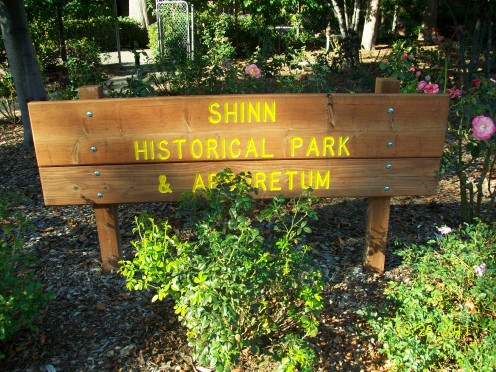 The rose garden at Shinn Historical Park and Gradens in Fremont, California