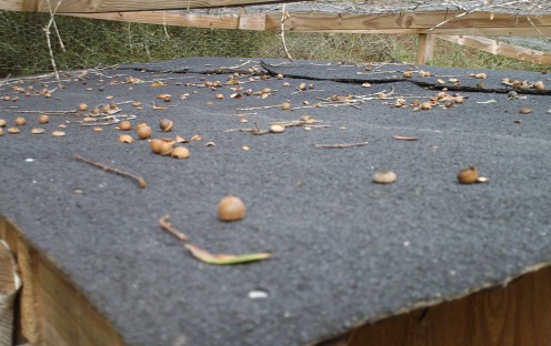 House type roll-roofing on top of chicken house.