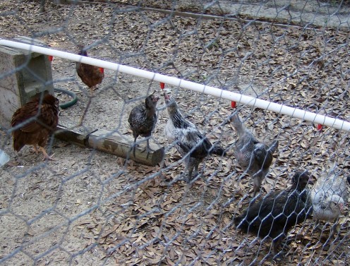 Chickens learned to use poultry nipples within minutes of installing the system.