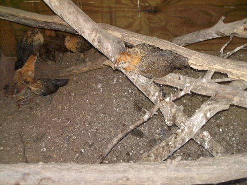 Chicks finding their way around their new home outside. Roosting poles made from tree branches.