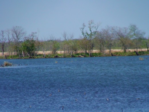 Brazos Bend State park offers many attractions to visitors like beautiful lake views. 