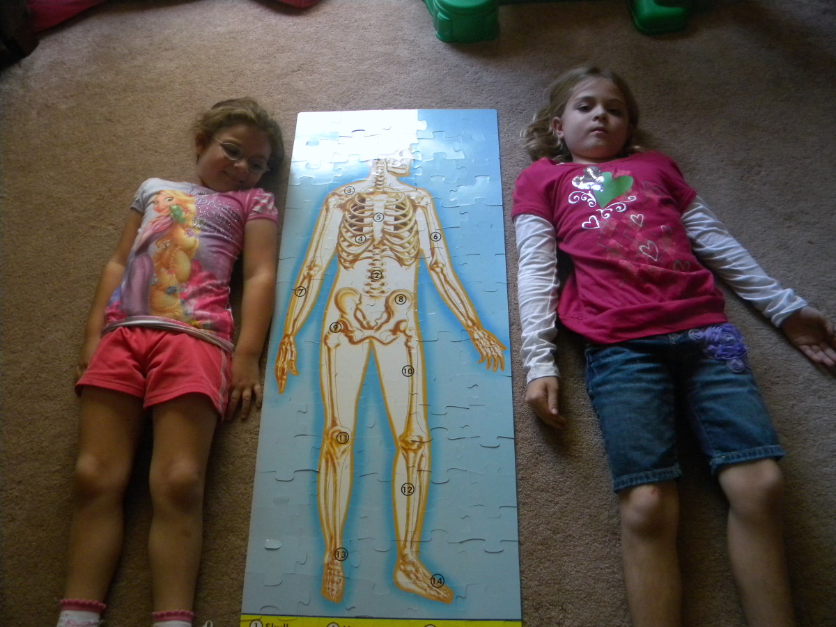 Teaching Children About Bones Fun Ideas for a Skeleton