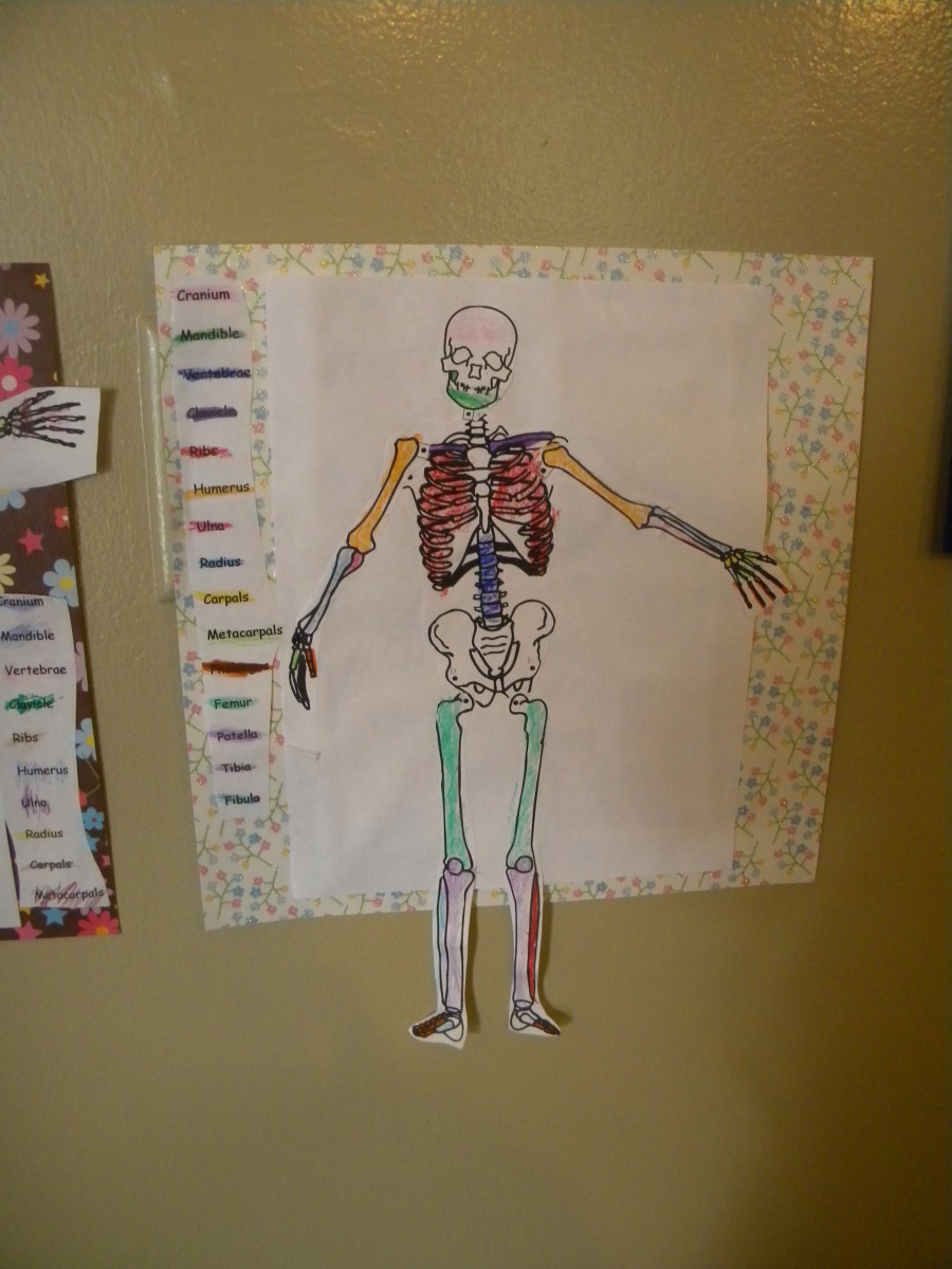 Teaching Children About Bones Fun Ideas for a Skeleton