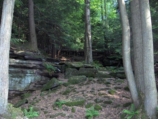 Clearing in the woods of the Cuyahoga Valley National Park.