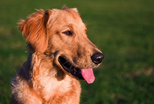 Golden Retriever