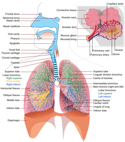 Human voice The Mechanism of the Human Voice The Larynx and Respiratory System
