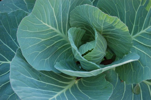  Washing Leafy Greens!