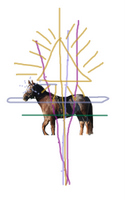 Cody's energetic translation structure as given by Cody to the animal communicator