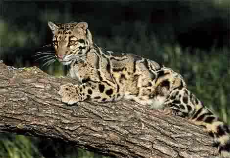 The boreno clouded leopard