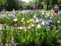 Iris and Other Flower Gardens
