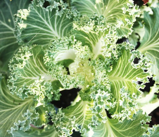 Close-up of a flowering white kale.
