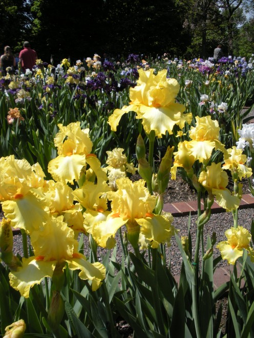 Photo #1 1 - Yellow Irises in Large Iris Garden
