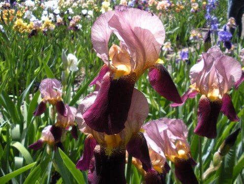 Photo 13 - I love bearded iris flowers.  They are gorgeous, unique and come from rhizomes.
