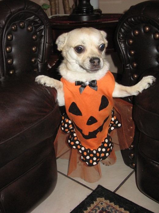 A Dog in a Pumpkin