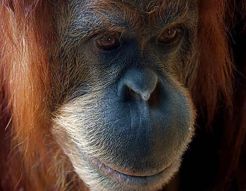 Orangutan, by macinate