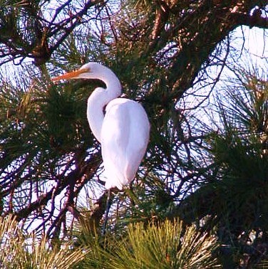 Great White Egret in Tree.