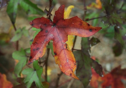 Autumn leaves aren't just pretty. They also have practical & economical uses in your garden.