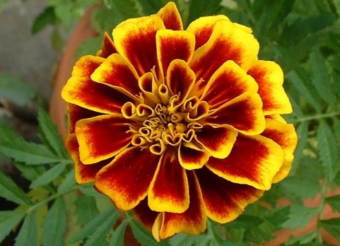 Close marigold - Tagetes flower - Source: Tracy Ducasse, 2004 Creative Commons via Wikimedia Commons