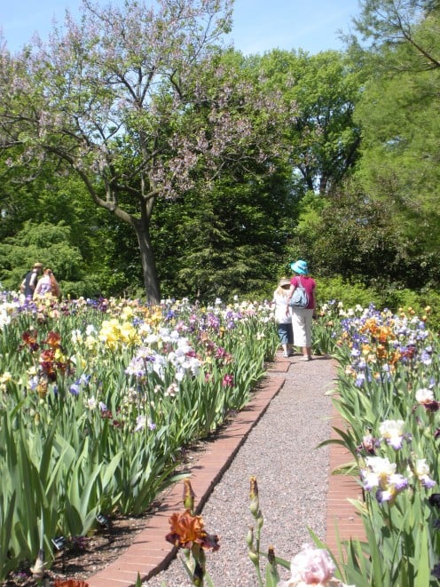 Photo 4 - A row of irises growing, and a path with which to walk along and enjoy them.