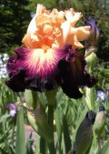 Multi Colored Iris Blossoms - A Gallery