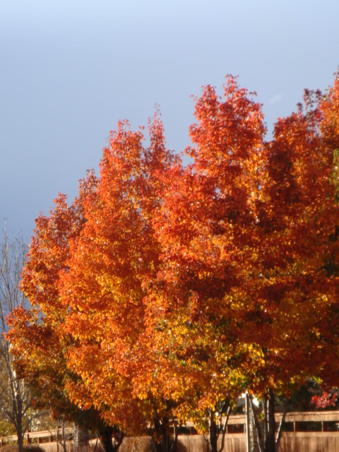 Splendor in Orange