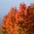 Splendor in Orange